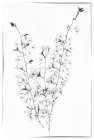 Maryland-Bethesda Cherry blossoms in black and white Black & White Print
